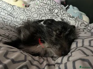 Mixed Breed dogs Celty and Dorothy (URGENT REHOMING) - Advert 1