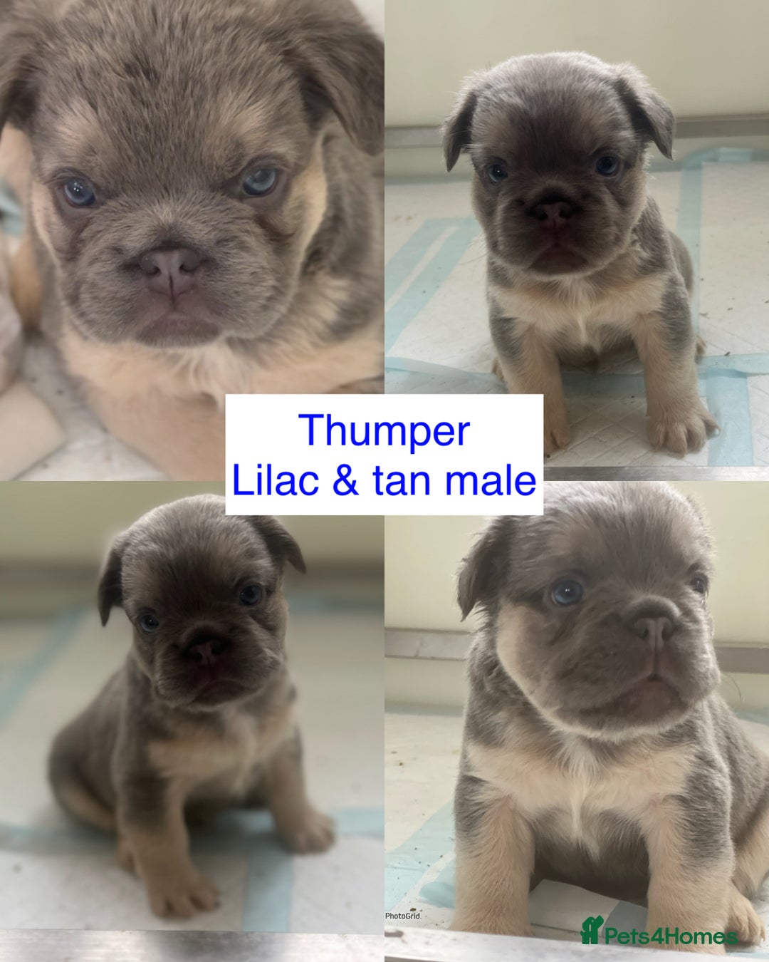 French Bulldog dogs for stud: FLUFFY LILAC TAN FRENCH BULLDOG CARYING TESTABLE in Haywards Heath - Advert 11
