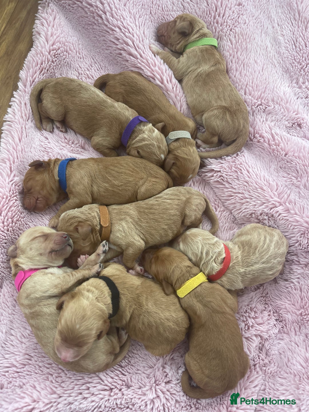 Labradoodle dogs for sale: Multigenerational Doodles Licensed and Tested - Advert 2