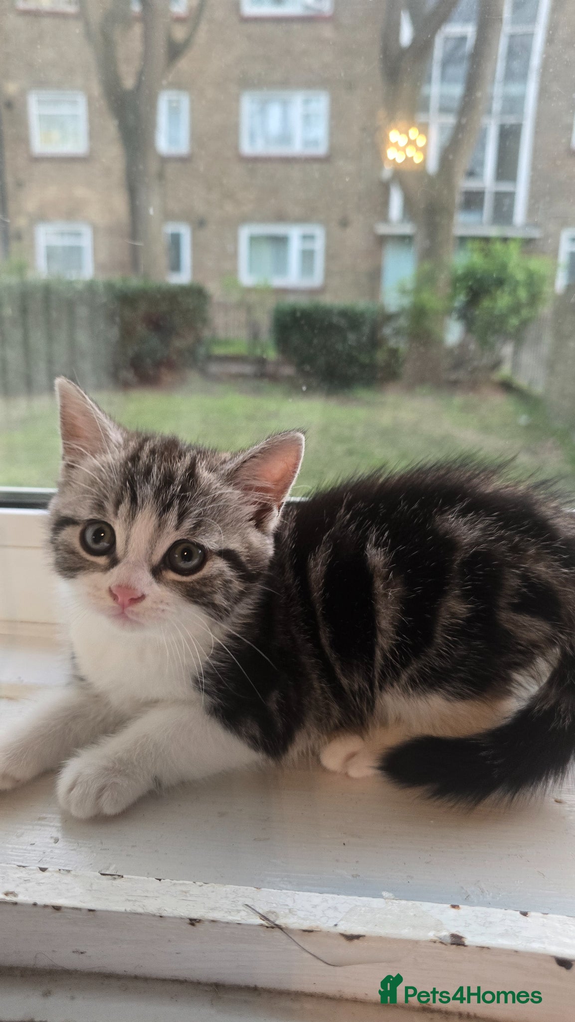 Mixed Breed cats Mixed breed tabby short british hair - Advert 10
