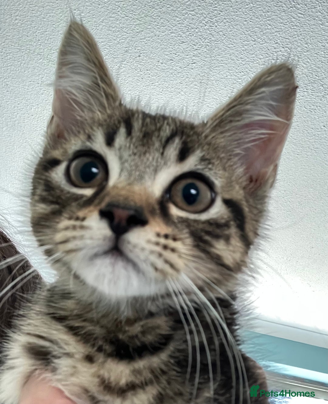 Mixed Breed cats for sale: 3 gorgeous Toms for sale - Image 15