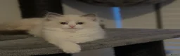 Ragdoll cats for sale: ✨️🏆 🧸🤎ReadyNow Eu ChampLine Tica Reg Ragdolls  - Advert 27