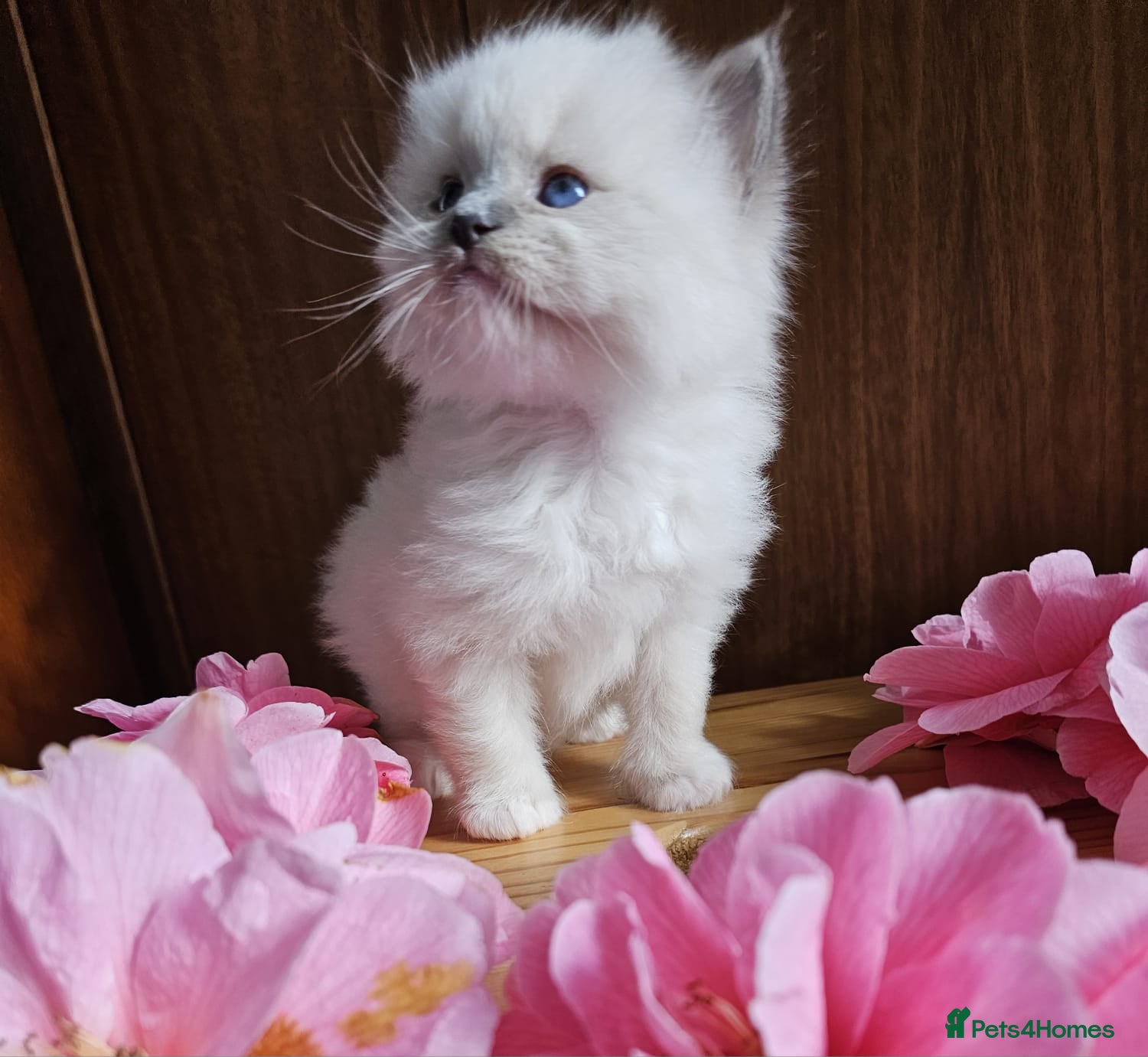 Ragdoll cats Ragdoll kittens  - Advert 14