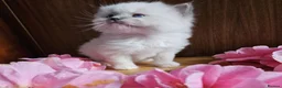Ragdoll cats for sale: Ragdoll kittens  - Advert 15