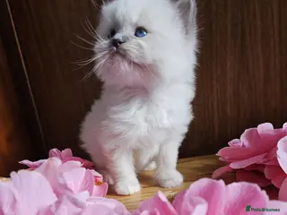 Ragdoll cats Ragdoll kittens - Advert 14