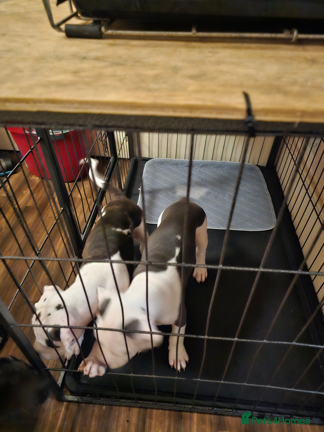 Mixed Breed dogs for sale: Staffordshire bull terrier cross puppies  - Advert 16