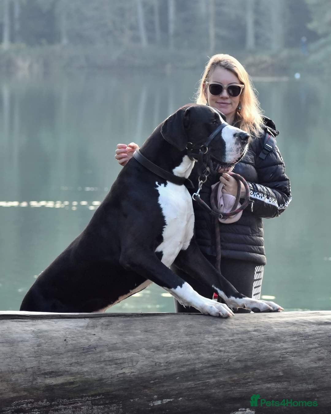 Great Dane dogs for stud: OPEN FOR STUD Stunning Apollo in Bathgate - Image 22