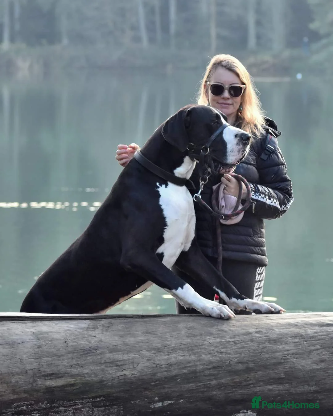 Great Dane dogs for stud: OPEN FOR STUD Stunning Apollo in Bathgate - Advert 22