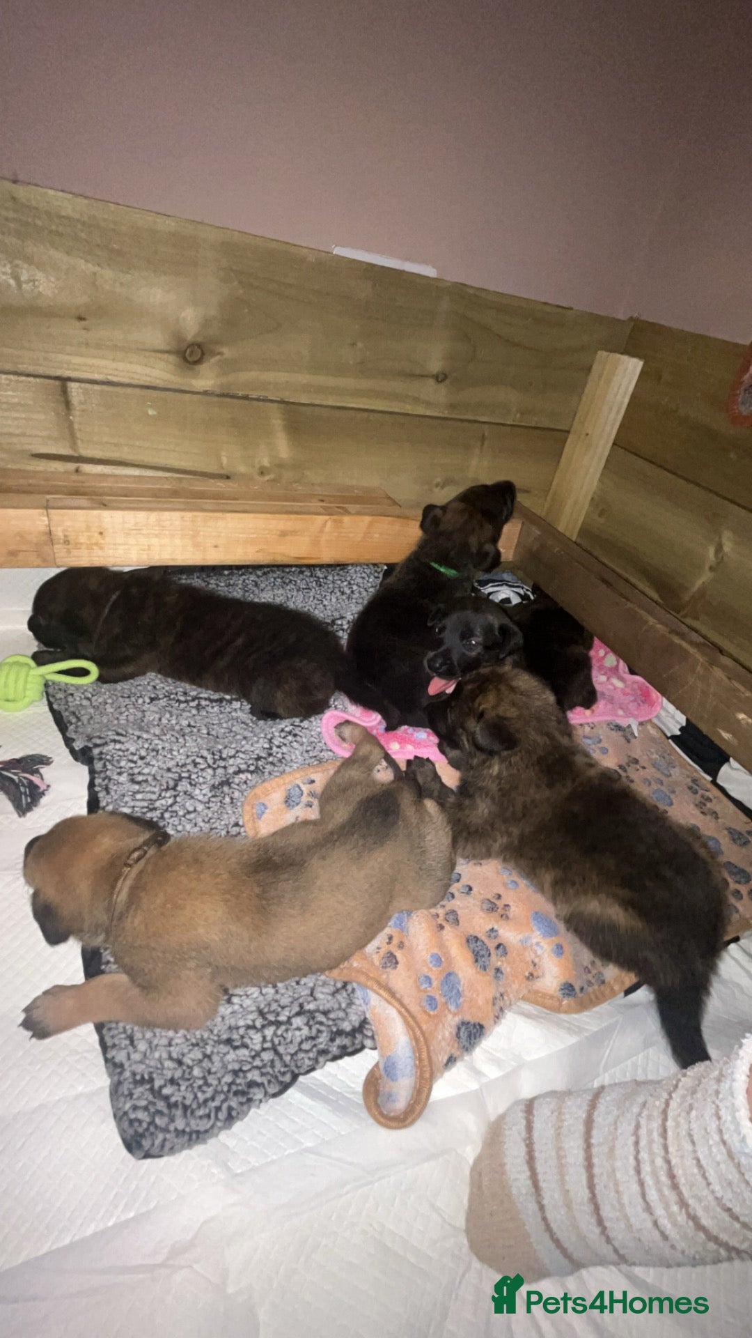 Mixed Breed dogs Belgian Malinois/dutch herder/german shepherd pups - Advert 4