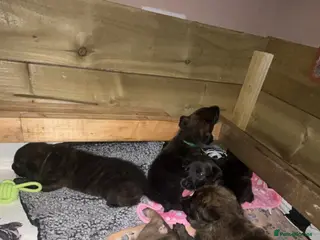 Mixed Breed dogs Belgian Malinois/dutch herder/german shepherd pups - Advert 4