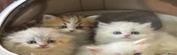 Munchkin cats for sale: TICA registered munchkin kittens  - Advert 3
