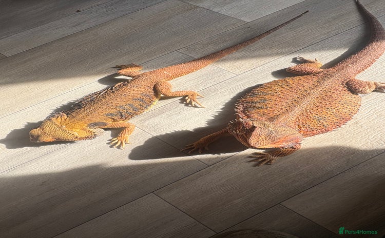 Bearded Dragon reptiles - Advert 12