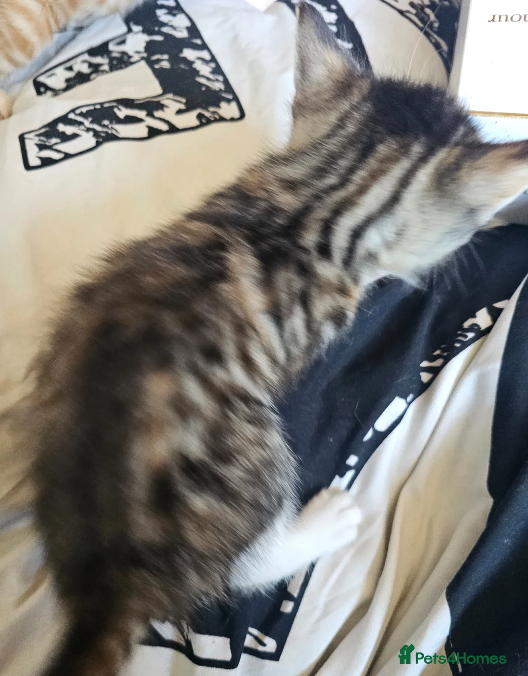 Mixed Breed cats for sale: 1 ragdoll x Burmese boy an 1 calico girl - Advert 2