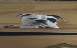 Olde English Bulldogge dogs for sale: LAST BABY GIRL both jabs microchipped pricedrop - Image 9