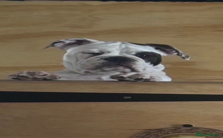 Olde English Bulldogge dogs - Advert 7