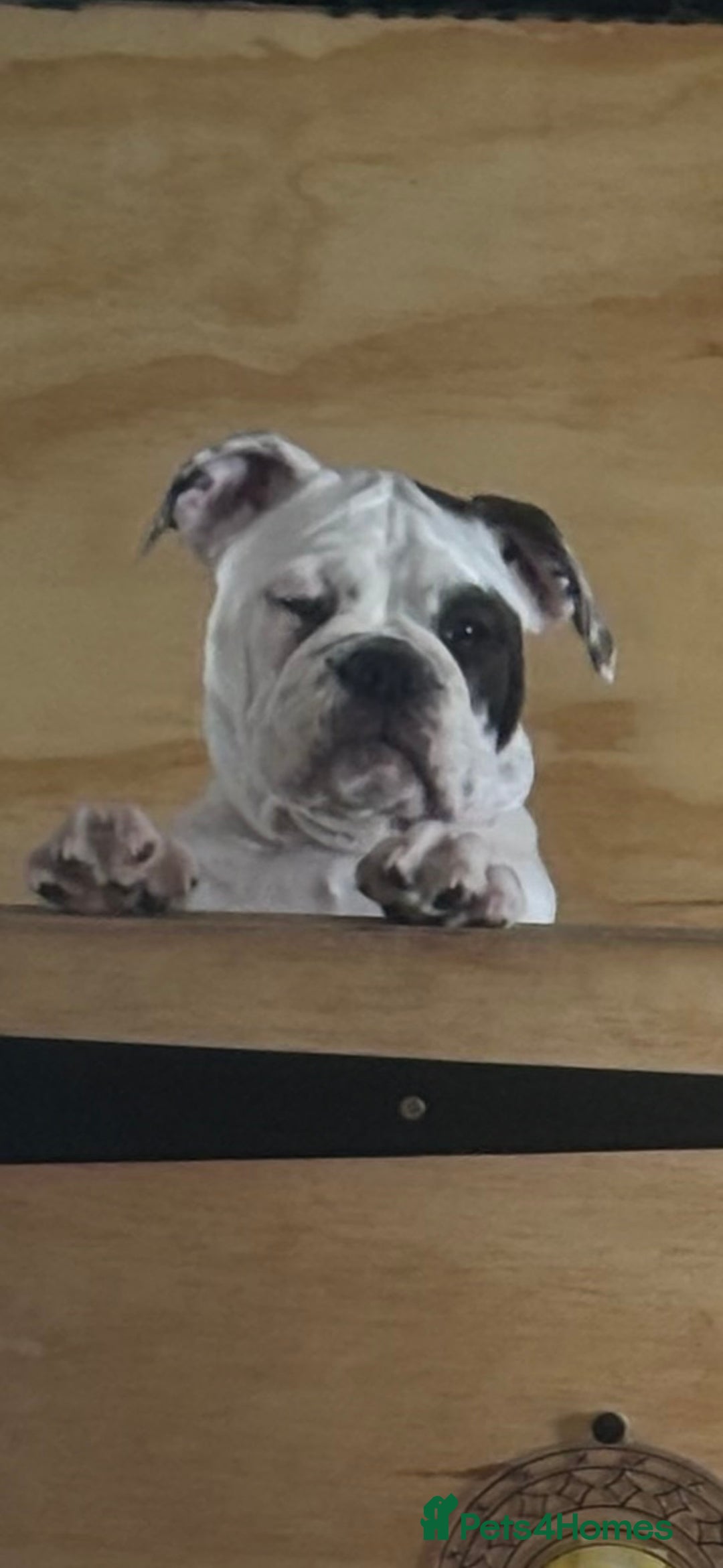 Olde English Bulldogge dogs for sale: LAST BABY GIRL both jabs microchipped pricedrop - Image 9