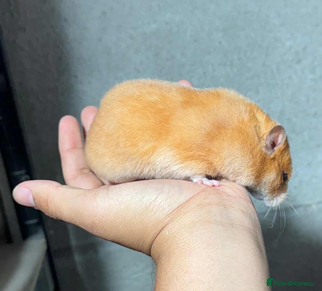 Hamster rodents for sale: OLDER STUNNING TAME PEDIGREE HAMSTERS - Image 9