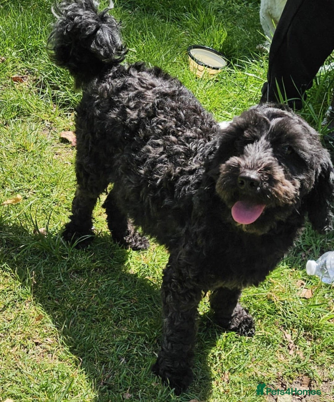 Cavapoo dogs for sale: Adorabile Cavapo Puppies  - Image 9