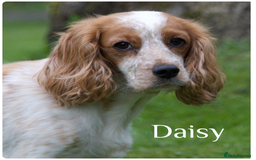 Cockapoo dogs for sale: Gorgeous Fox Red Cockapoo Puppies avail 15/12/25 - Image 20