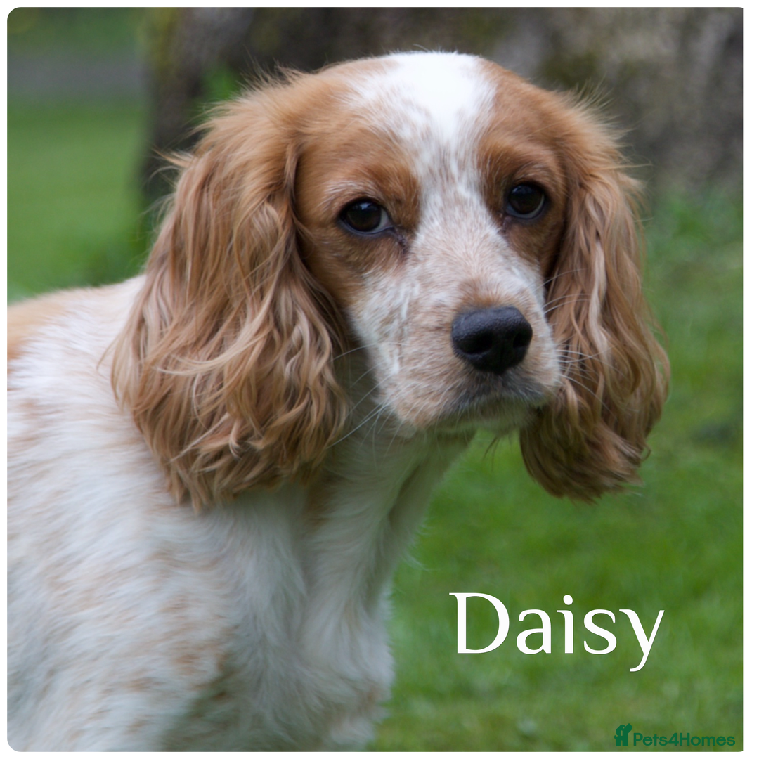 Cockapoo dogs for sale: Gorgeous Fox Red Cockapoo Puppies avail 15/12/25 - Image 20