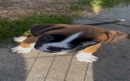Boxer dogs for sale: READY NOW Boxer Puppies KC registered  - Image 25