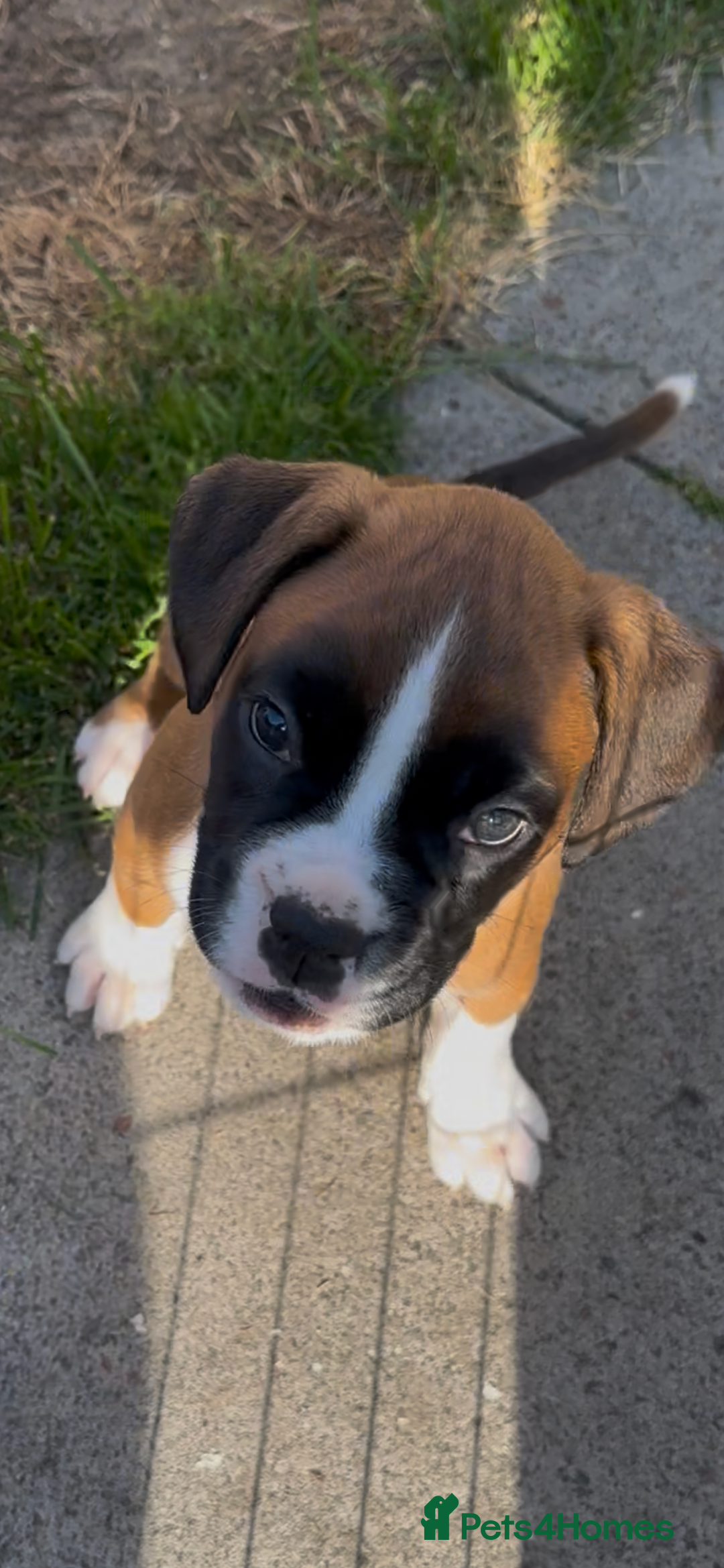Boxer dogs for sale: READY NOW Boxer Puppies KC registered  - Image 25