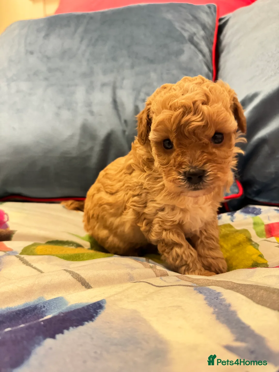 Toy Poodle dogs for sale: Tiny toy poodle boys available for reservation - Advert 8