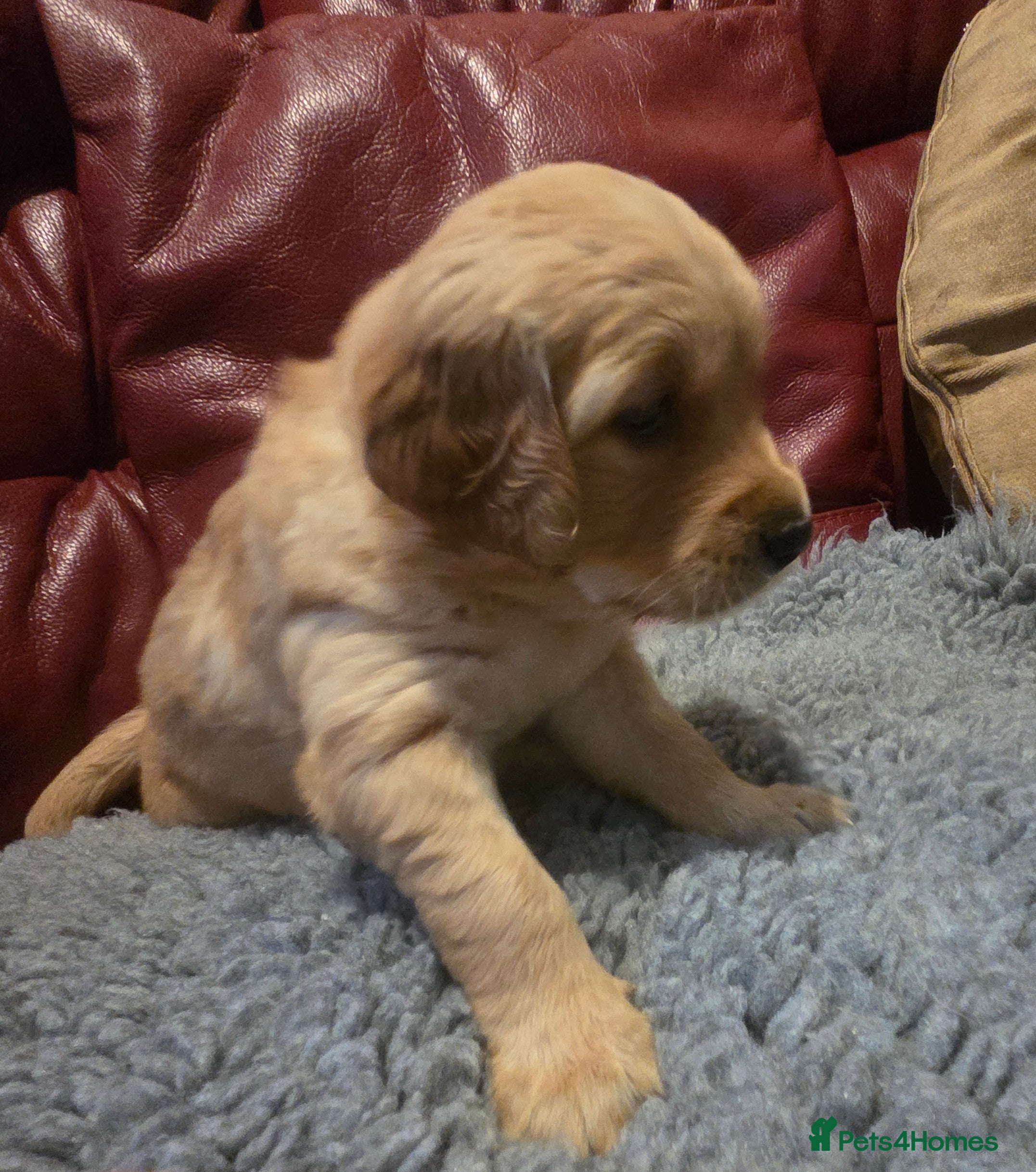 Golden Retriever dogs KC Working Golden Retriever Puppies Low Hip Scores - Advert 2