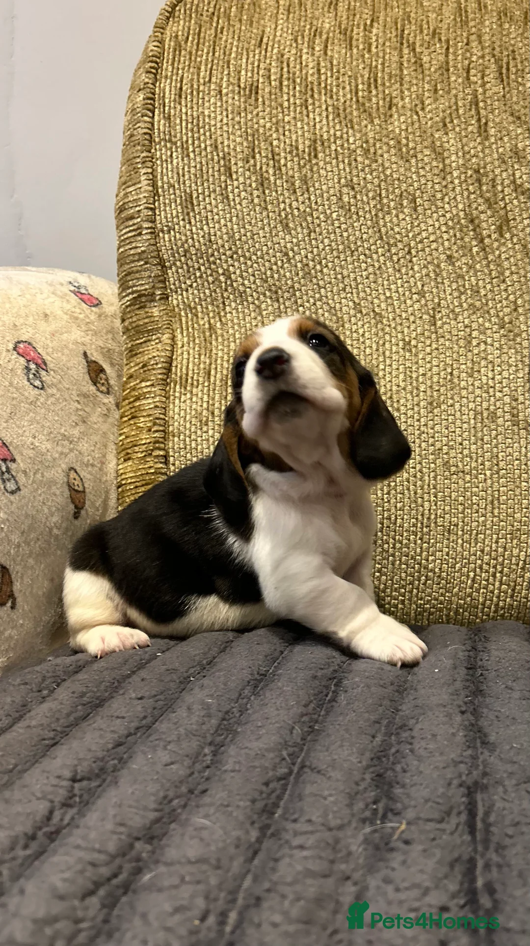 Basset Hound dogs for sale: Basset hound puppies!!! KC reg. - Advert 5