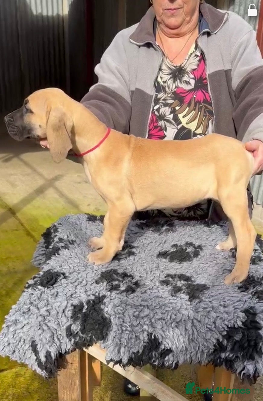 Great Dane dogs Primus Great Danes - Advert 1