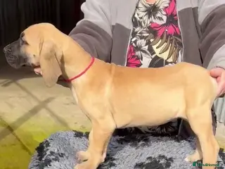 Great Dane dogs Primus Great Danes - Advert 1