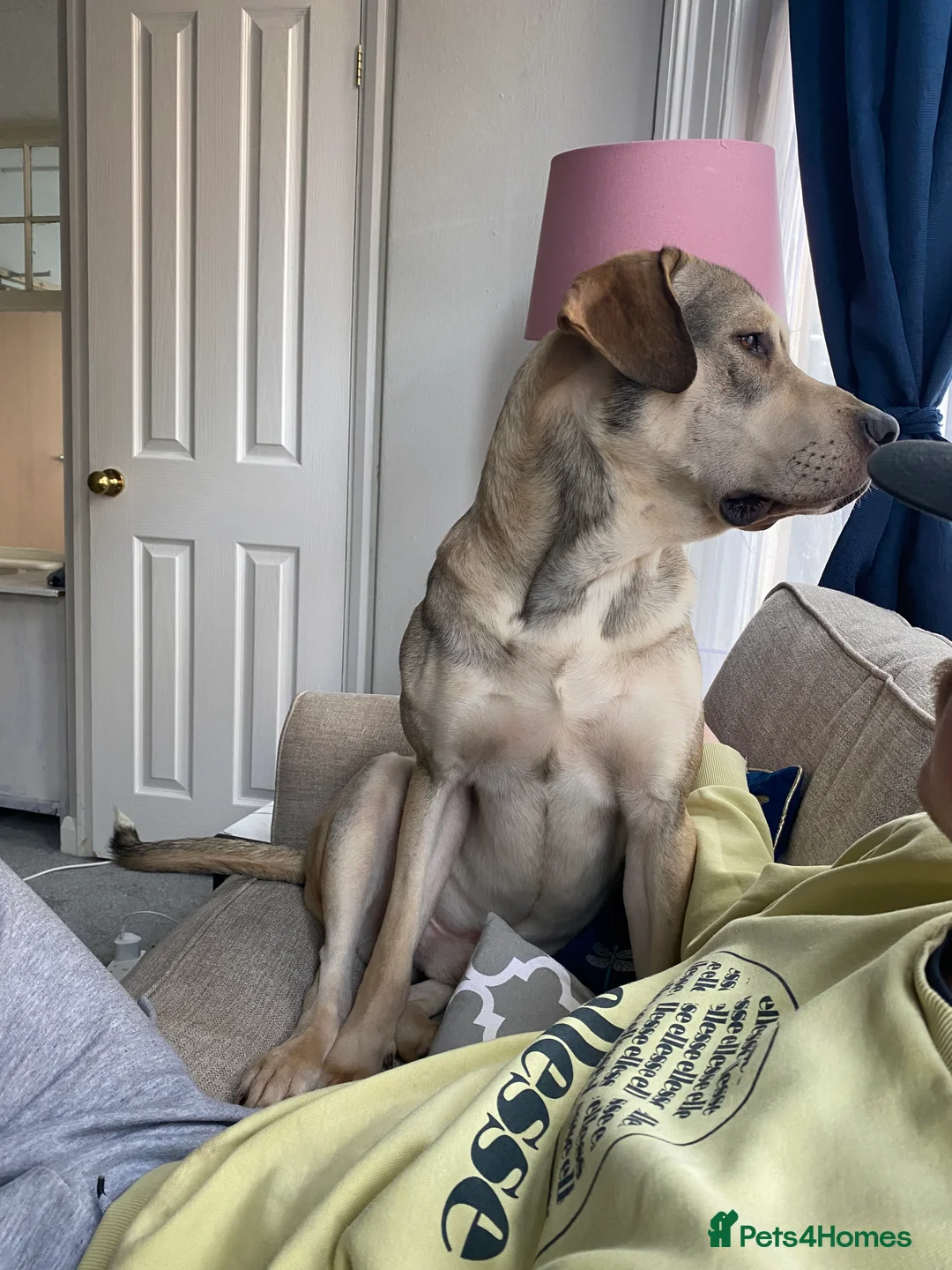 Sheprador dogs for sale: RORY  - Advert 4