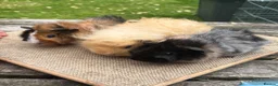 Guinea Pig rodents for sale: Beautiful baby & young adult Guinea Pigs. - Advert 6