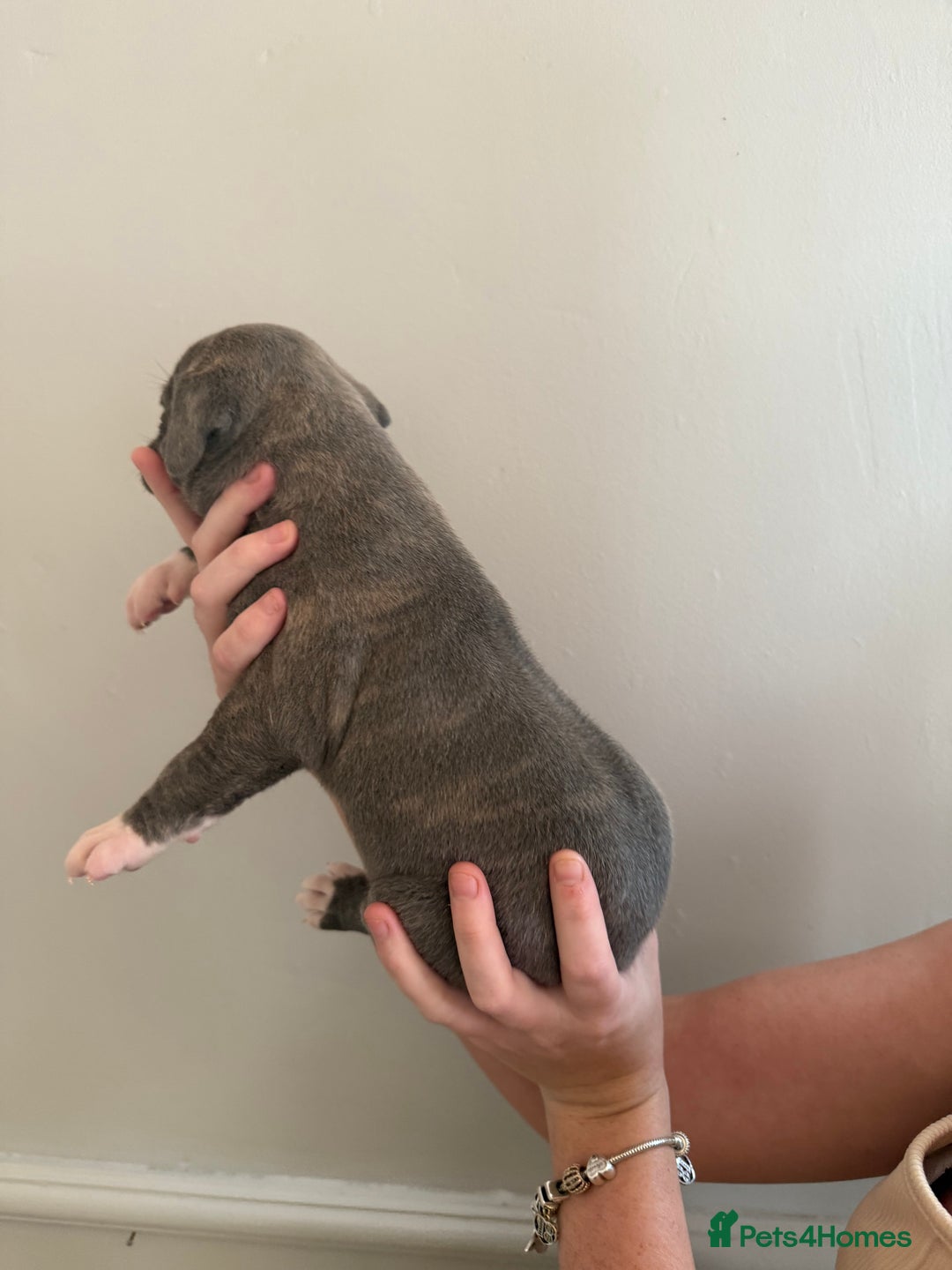 Mixed Breed dogs for sale: American Bulldog X Cane Corso - Image 2