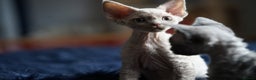 Devon Rex cats for sale: Ravel 💜male Devon Rex ( Reserved) - Advert 17
