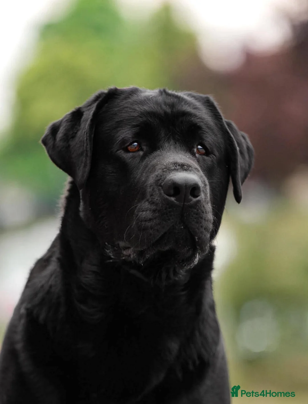 Labrador Retriever dogs for sale: 22 Month Old Labrador Male - Advert 1