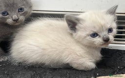 Mixed Breed cats for sale: Stunning Persian x Siamese kittens - Image 20