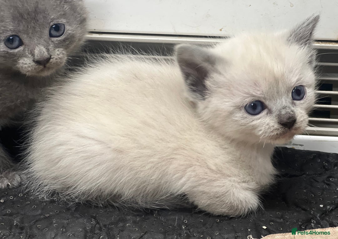 Mixed Breed cats for sale: Stunning Persian x Siamese kittens - Image 20