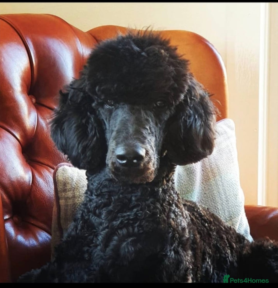 Standard Poodle dogs for stud: Stunning Black Standard Poodle for stud  in Girvan - Advert 1