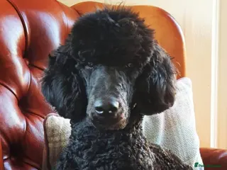 Standard Poodle dogs Stunning Black Standard Poodle for stud in Girvan - Advert 17