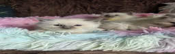 Ragdoll cats for sale: Four Stunning GCCF Registered Girls - Advert 26