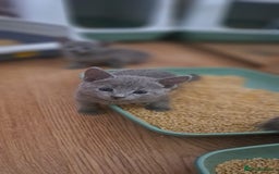 Russian Blue cats for sale: TICA Russian Blue Kittens Pedigree - Image 4