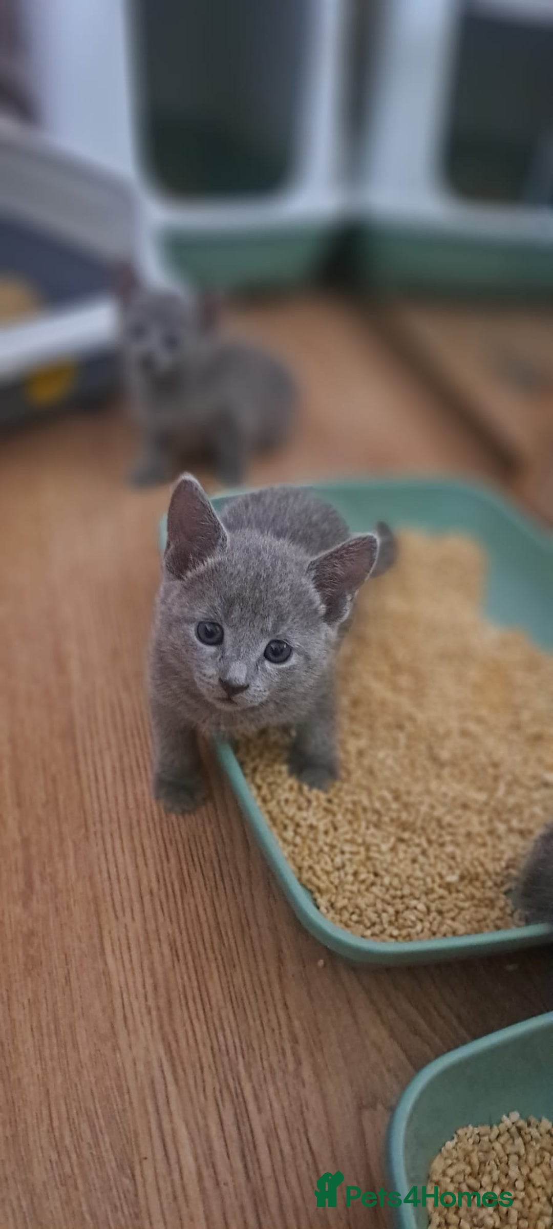 Russian Blue cats for sale: TICA Russian Blue Kittens Pedigree - Image 4