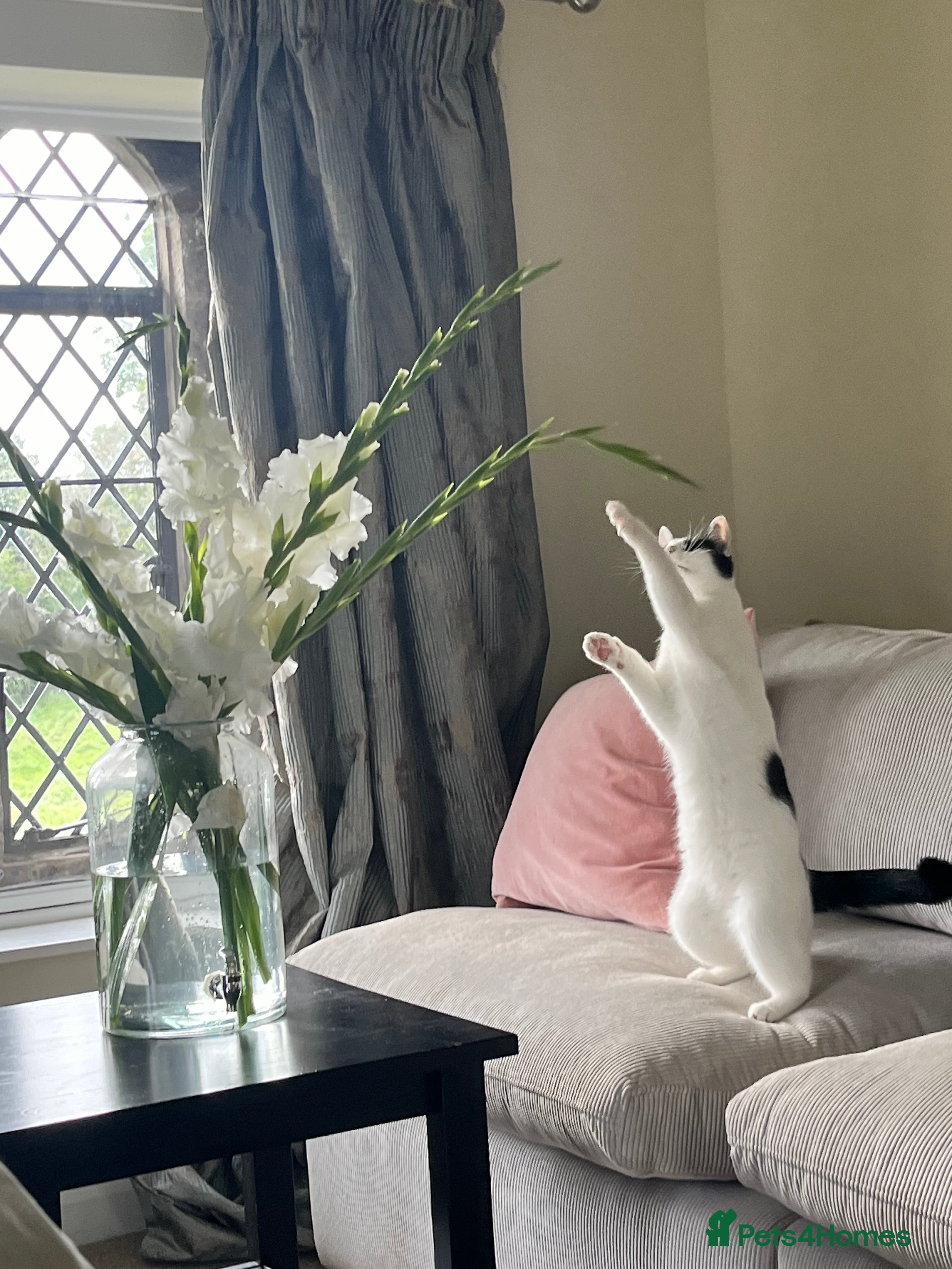 Mixed Breed cats Tuxedo Female Lucy  - Advert 12