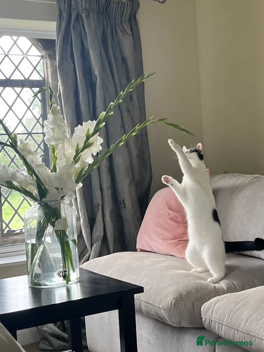 Mixed Breed cats for sale: Tuxedo Female Lucy  - Advert 1