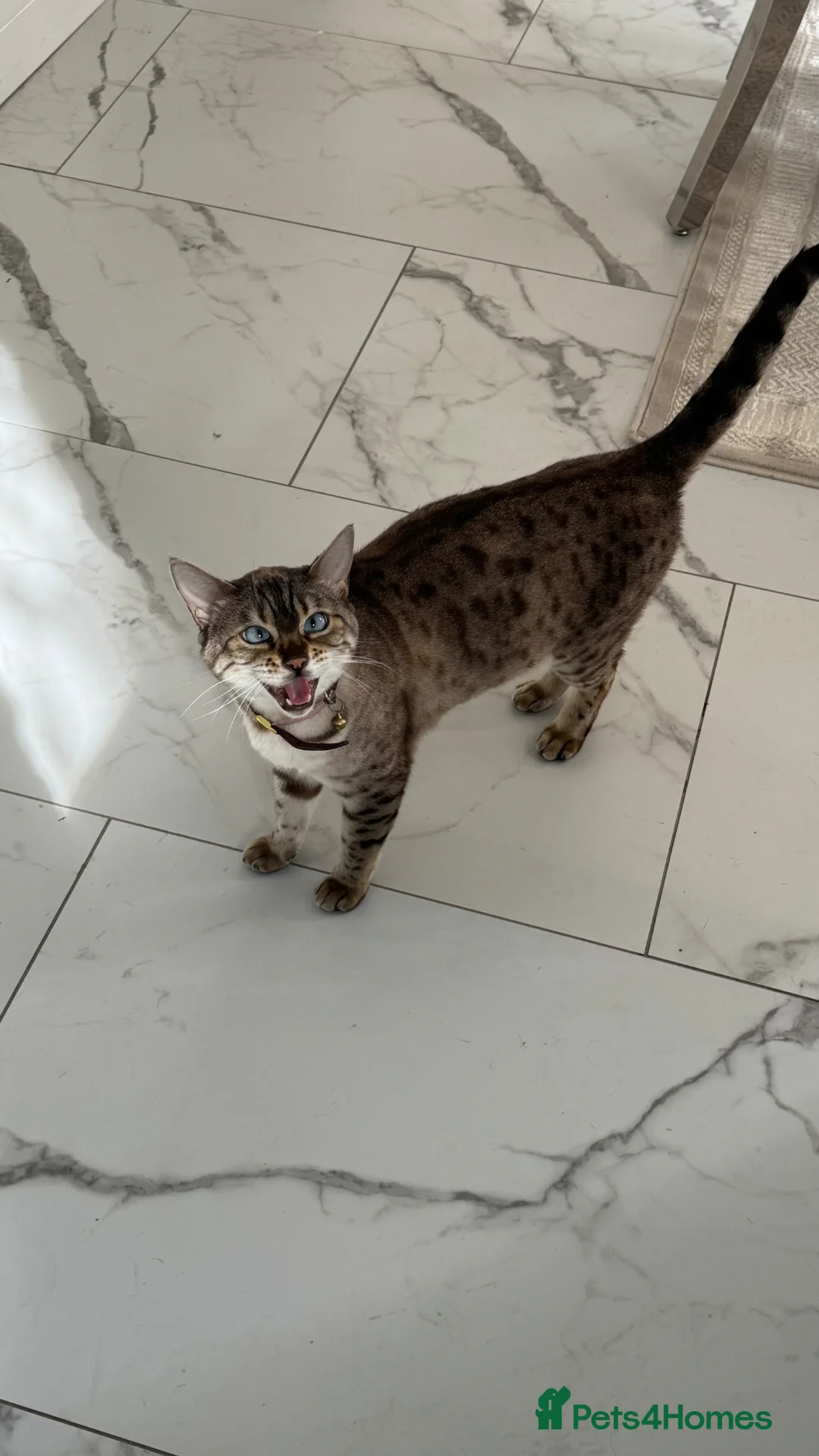 Bengal cats for sale: Small snow bengal lovely female  - Advert 3