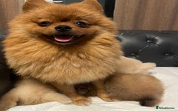 Pomeranian dogs for sale: Beautiful 🤩 Pomarenian puppies  - Image 18