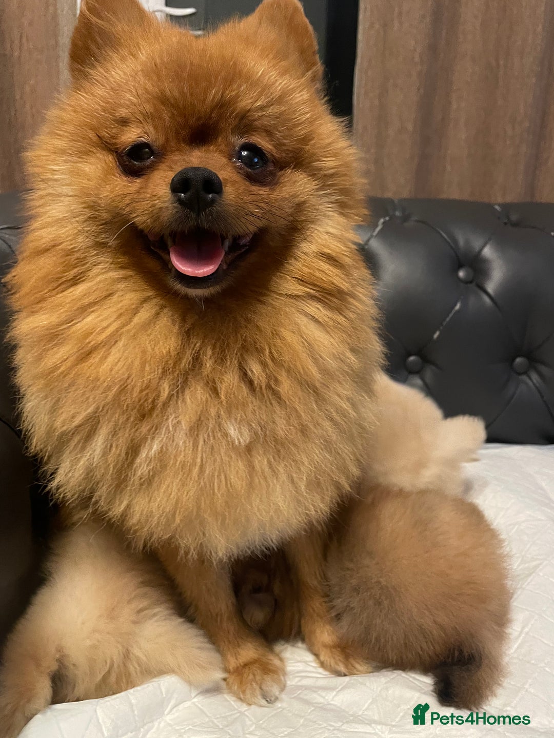 Pomeranian dogs for sale: Beautiful 🤩 Pomarenian puppies  - Image 18