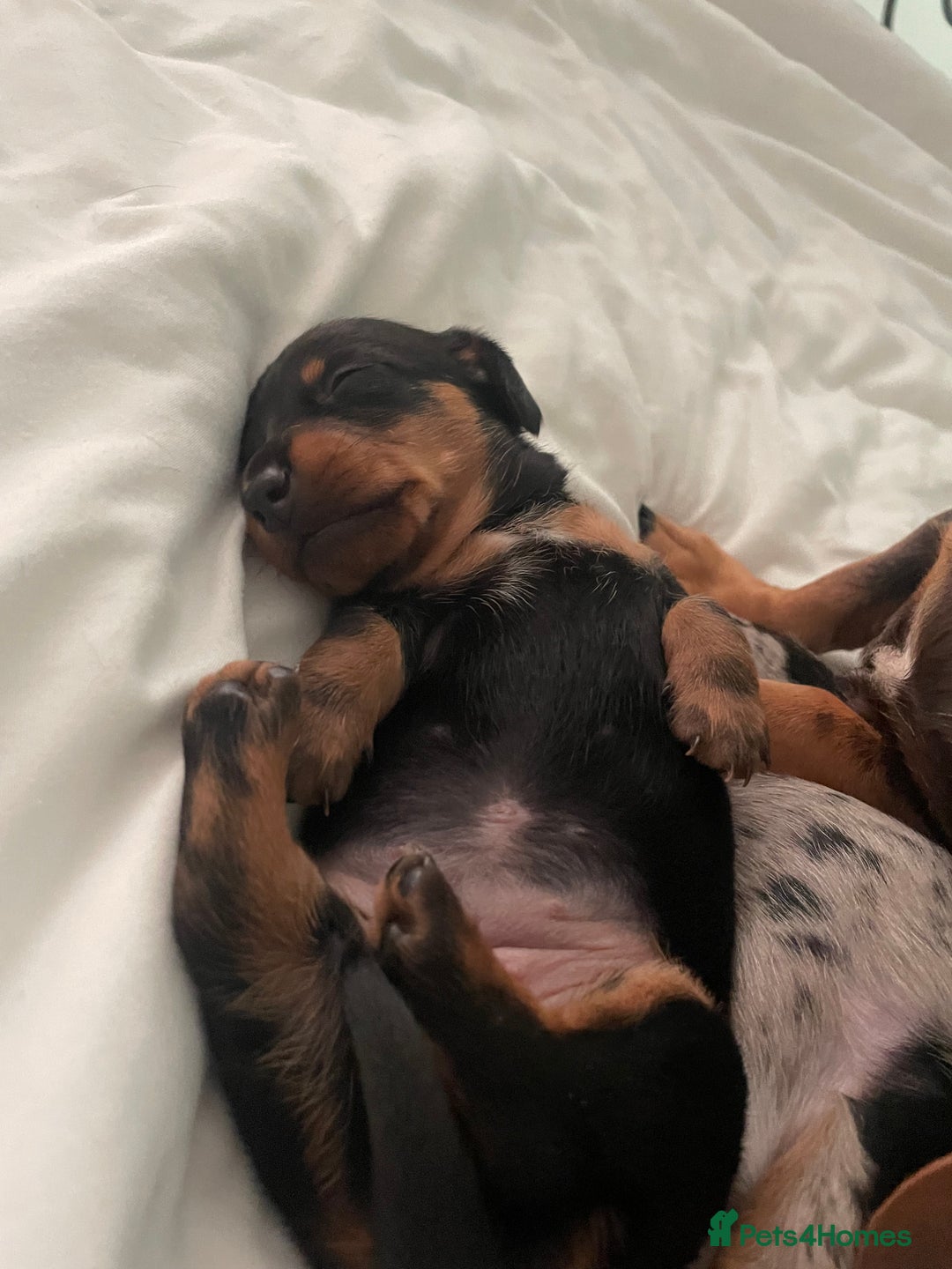 Miniature Dachshund dogs for sale: Miniature dachshund - Image 5