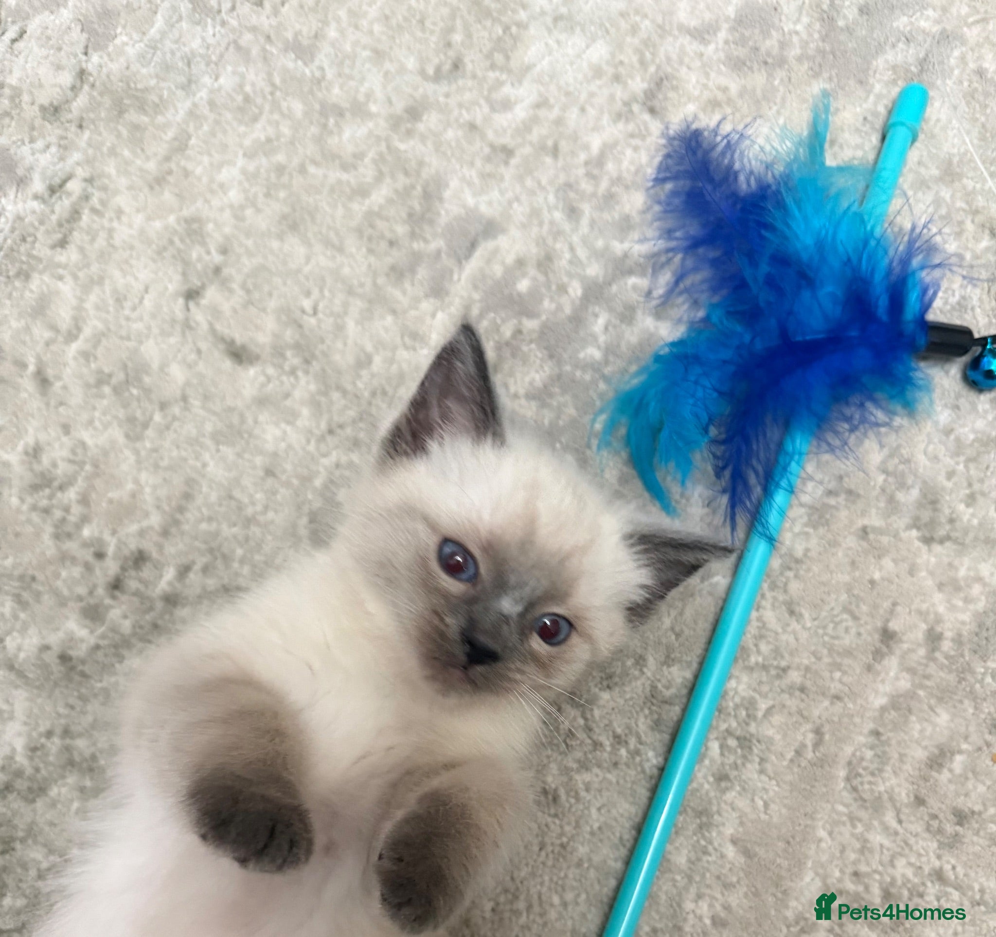 Ragdoll cats Pure Ragdoll kittens - blue point /chocolate - Advert 1
